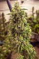 Big Bud XXL Fast Version Feminise