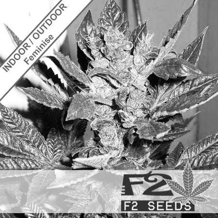 Early Purps Feminise