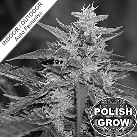 Polish Jack Auto Feminise