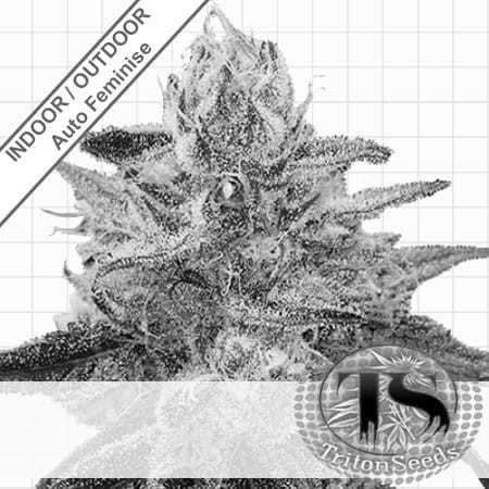 Bubble Gummer Auto Feminise