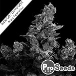 Pro Cheese Auto Feminise