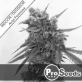 Critical Cindy Auto Feminise