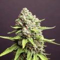 Strawberry Runtz Auto Feminise