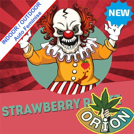 Strawberry Runtz Auto Feminise