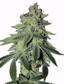 Tropicanna Milkshake Auto Feminise
