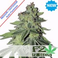 Tropicanna Milkshake Auto Feminise