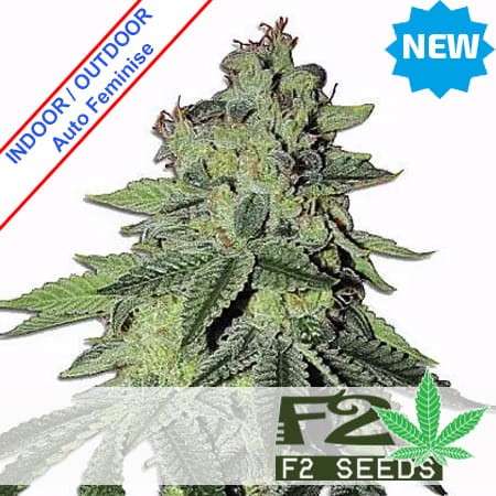 Tropicanna Milkshake Auto Feminise