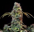 Mandarine CBDV + CBD Auto Feminise