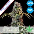 Mandarine CBDV + CBD Auto Feminise