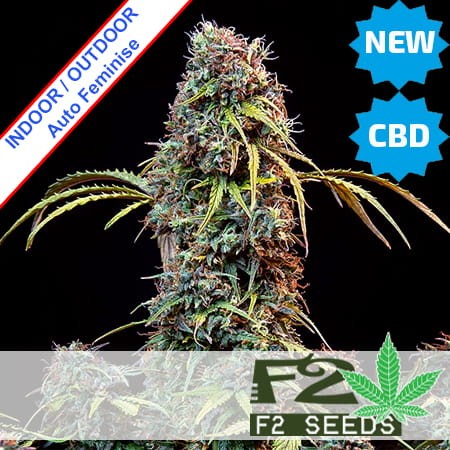 Mandarine CBDV + CBD Auto Feminise