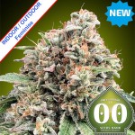 Sweet Critical 2.0 Feminise