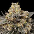 Biscotti Zkittlez Feminise