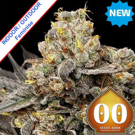 Biscotti Zkittlez Feminise