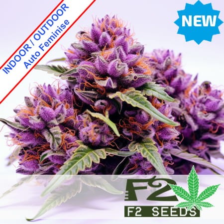 Granddaddy Purple x Ice Cream Cake Auto Feminise