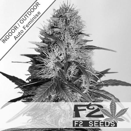 Cheese x Critical Auto Feminise