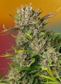 Papaya Zoap Auto Feminise