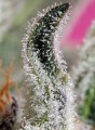 Papaya Zoap Auto Feminise