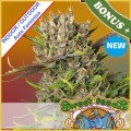 Papaya Zoap Auto Feminise