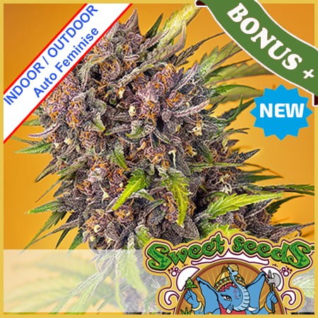 Diablo Rojo XL Auto Feminise