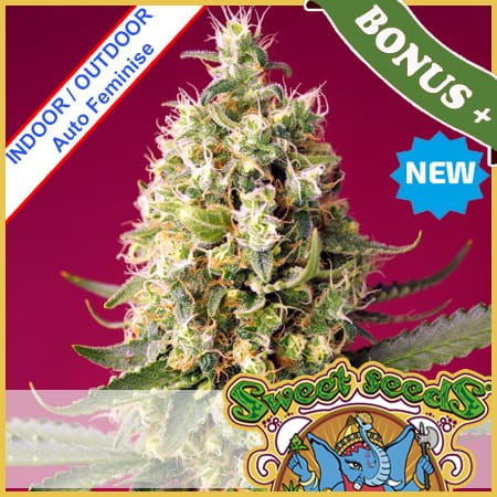 Skywalker OG Runtz XL Auto Feminise