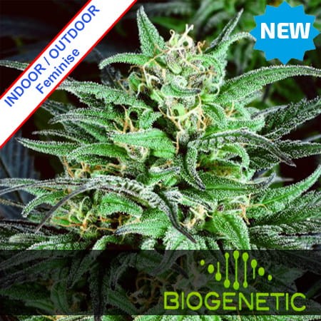 Biddy Early #2 Fast Version Feminise