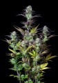 Original Auto Blueberry Feminise
