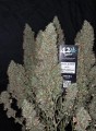 Original Auto Blueberry Feminise