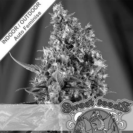 Sweet Trainwreck Auto Feminise