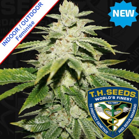 WaterMelon Ultra Feminise