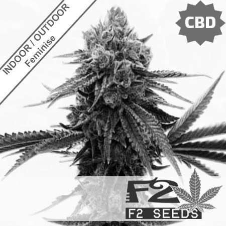 Sour AC/DC CBD Feminise
