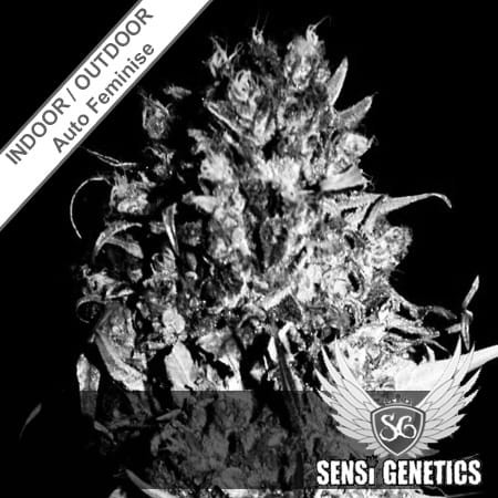 Jamaican Haze Auto Feminise