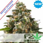 Green Crack Auto Feminise