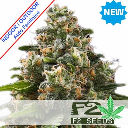 Green Crack Auto Feminise