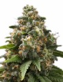 Green Crack Auto Feminise