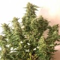 Moby Dick Auto Feminise