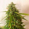 Moby Dick Auto Feminise