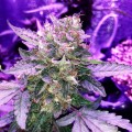 Moby Dick Auto Feminise
