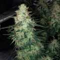 Moby Dick Auto Feminise