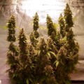 Moby Dick Auto Feminise