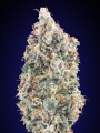 Blueberry Fast Version Feminise