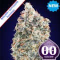 Blueberry Fast Version Feminise