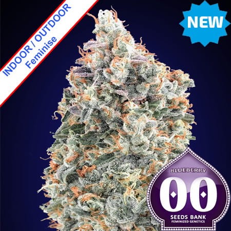 Blueberry Fast Version Feminise