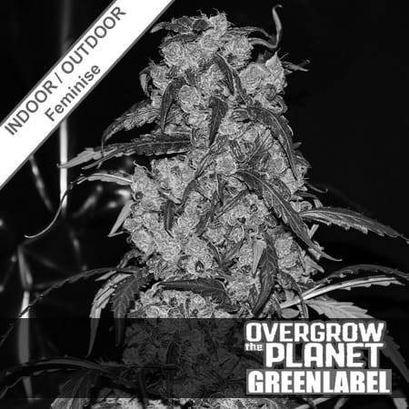 Blue Grape Dream Feminise