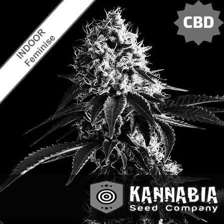 Swiss Dream CBD Feminise