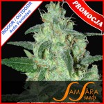 Thunder Bloody Mary Auto Feminise