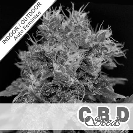 Auto Yumbolt Feminise