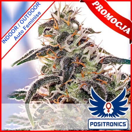 MayDay Express Auto Feminise