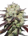 Black Domina Auto Feminise
