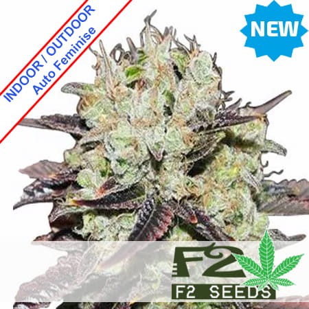 Black Domina Auto Feminise