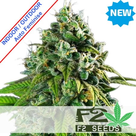 Strawberry Amnesia Auto Feminise